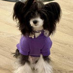 Un Crested Tzu au pelage bicolore, assis sur un plancher en bois, portant un habit pour chien et ayant un collier autour du cou 