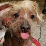 Un Crested Tzu au pelage bicolore, portant un collier autour du cou et tirant la langue 