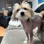 Un Crested Tzu au pelage bicolore, debout sur un canapé et regardant vers la caméra 