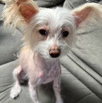 Un Crested Tzu au pelage bicolore, assis sur un canapé et semblant détendu