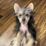 Un Crested Tzu au pelage tricolore, assis sur un plancher en bois et regardant la caméra