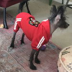 Un Crested Tzu au pelage bicolore, debout sur un tapis et portant un habit pour chien