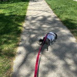 Un Crested Tzu au pelage bicolore, marchant sur un sentier, portant un habit pour chien et qui est tenu en laisse