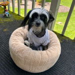 Un Crested Tzu au pelage bicolore, assis dans sa couchette et portant un habit pour chien