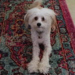 Un Crested Tzu au pelage bicolore, allongé sur un tapis et portant un collier autour du cou