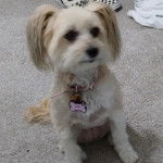 Un Crested Tzu au pelage bicolore, assis sur un tapis et portant un collier autour du cou