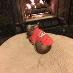 Un Crested Tzu au pelage bicolore, allongé sur un tapis et portant un habit pour chien  