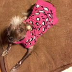 Un Crested Tzu au pelage bicolore, allongé sur une couverture, portant un habit pour chien et regardant la caméra