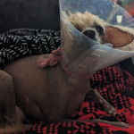 Un Crested Tzu allongé sur un canapé et portant un carcan 