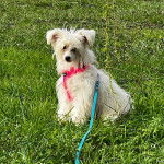 Un Crested Tzu au pelage bicolore, assis sur un terrain herbeux, portant un harnais et qui est tenu en laisse