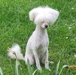 Un Crested Tzu au pelage blanc, assis sur un terrain herbeux 