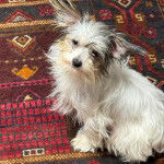 Un Crested Tzu au pelage tricolore, assis sur un tapis et regardant la caméra