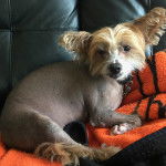 Un Crested Tzu au pelage bicolore, allongé sur un canapé et portant un collier autour du cou