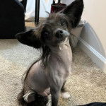 Un Crested Tzu au pelage bicolore, assis sur un tapis et regardant vers le haut 