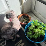 Un Crested Tzu au pelage bicolore, assis sur un tapis et ayant la langue pendante 