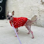 Un Crested Tzu au pelage bicolore, ayant la langue pendante, portant un habit pour chien et qui est tenu en laisse