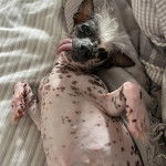 Un Crested Tzu au pelage bicolore, allongé sur une couverture et ayant la langue pendante