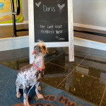 Un Crested Tzu assis sur un tapis, ayant la langue pendante et qui est tenu en laisse
