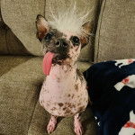 Un Crested Tzu au pelage bicolore, assis sur un canapé et ayant la langue pendante 