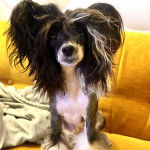 Un Crested Tzu au pelage tricolore, assis sur un canapé et regardant la caméra