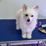 Un Crested Tzu au pelage bicolore, debout sur une table et regardant la caméra 