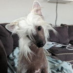 Un Crested Tzu au pelage bicolore, assis sur un canapé et regardant la caméra 