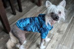 Un Crested Tzu sur un plancher et portant un habit pour chien