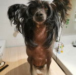 Un Crested Tzu au pelage tricolore, assis sur une table en bois
