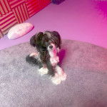 Un Crested Tzu au pelage bicolore, assis sur un tapis et regardant la caméra