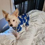 Un Crested Tzu au pelage bicolore, debout sur un lit et portant un habit pour chien 