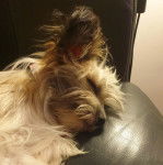 Un Crested Tzu au pelage tricolore, allongé dans un canapé et semblant dormir 