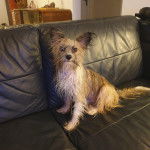 Un Crested Tzu au pelage tricolore, assis dans un canapé et regardant la caméra 