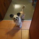 Un Crested Tzu au pelage tricolore, debout sur un sol carrelé et regardant vers la caméra de 