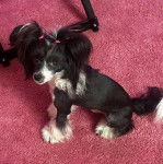 Un Crested Tzu au pelage bicolore, assis sur un tapis rose et regardant vers la caméra