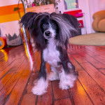 Un Crested Tzu au pelage bicolore, assis sur un plancher en bois 