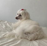 Un Crested Tzu au pelage blanc, allongé sur un lit 