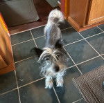 Un Crested Tzu au pelage tricolore, debout sur un sol carrelé et ragardant la caméra