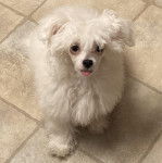 Un Crested Tzu au pelage blanc, assis sur un sol carrelé et tirant légèrement la langue 