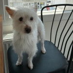 Un Crested Tzu au pelage blanc, debout sur une chaise  