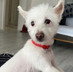 Un Crested Tzu au pelage blanc, portant un collier autour du cou 