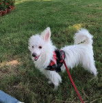 Un Crested Tzu au pelage blanc, debout sur un terrain herbeux, portant un harnais et qui est tenu en laisse 