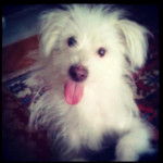 Un Crested Tzu au pelage blanc, allongé sur un tapis et ayant la langue pendante 