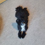 Un Crested Tzu au pelage bicolore, allongé sur un tapis et regardant vers la caméra  