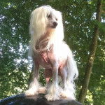 Un Crested Tzu au pelage bicolore, debout et portant portant un harnais 