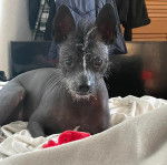 Un Crested Tzu aux oreilles dressées, allongé sur un lit et regardant la caméra 