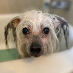 Un Crested Tzu au pelage bicolore, debout dans une baignoire et regardant la caméra 
