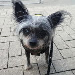 Un Crested Tzu au pelage bicolore, debout sur un sol pavés et qui est tenu en laisse