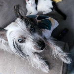 Un Crested Tzu au pelage bicolore, allongé sur un canapé et regardant la caméra