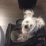 Un Crested Tzu au pelage blanc, assis dans un sac et regardant la caméra 