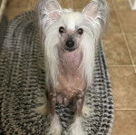 Un Crested Tzu au pelage bicolore, assis sur un tapis et regardant la caméra 